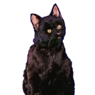 😳 кот, животное, черный кот, домашнее животное telegram sticker