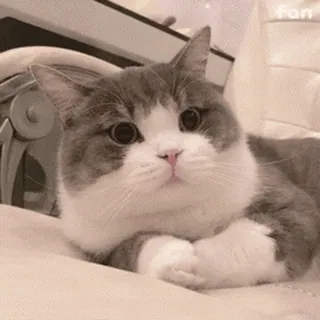 🐱 cat, animal, cute, domestic, mammal, pet whatsapp sticker