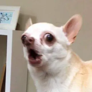 🤭 chien, chihuahua, animal, animal de compagnie, mignon, drôle telegram sticker