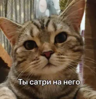 😒 Ты сатри на него gato, ruso, animal, mascota, meme telegram sticker