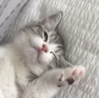 🐾 gato, gatito, mascota, animal, lindo, durmiendo, gato doméstico telegram sticker
