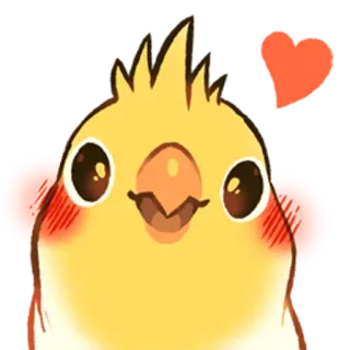 ❤️ calopsita, pássaro, fofo, coração, animal, animal de estimação telegram sticker