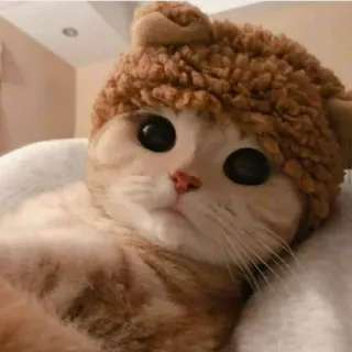 😶 gatto, gattino, animale, animale domestico, carino, cappello telegram sticker