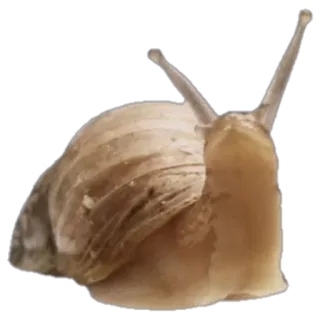 🐌 달팽이, 동물, 껍데기, 자연, 복족류 telegram sticker