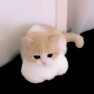 🥺 mèo, mèo con, dễ thương, động vật, thú cưng, mèo nhà, họ mèo telegram sticker