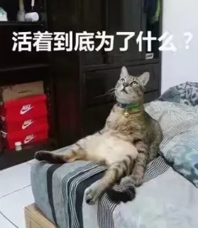😶 活着到底为了什么？ gato, existencial, pergunta, engraçado, meme whatsapp sticker