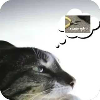 🫥 пласко губцы... telegram sticker