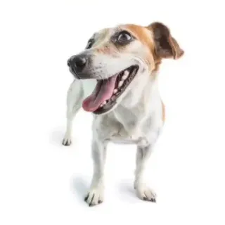 🐶 perro, mascota, animal, jack russell, animal doméstico, feliz, lindo telegram sticker