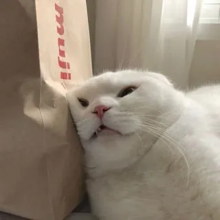 😒 muji mèo, mèo trắng, muji, động vật, dễ thương, thú cưng telegram sticker