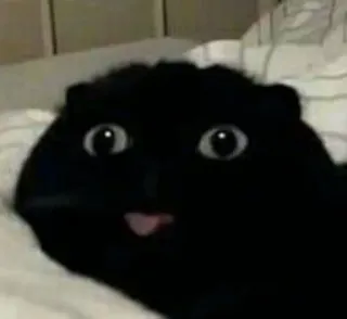 😳 gatto, gatto nero, animale, meme, divertente, carino, animale domestico telegram sticker