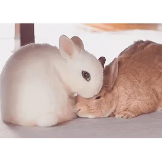 😘 conejo, conejito, lindo, animales, animales domésticos whatsapp sticker