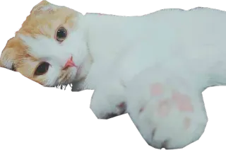 🐱 kucing, imut, binatang, hewan peliharaan, domestik, anak kucing telegram sticker