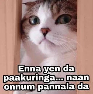 😳 Enna yen da paakuringa... naan onnum pannala da gato, engraçado, meme, fofo, animal telegram sticker