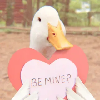 🦆 BE MINE? pato, coração, amor, Dia dos Namorados, seja meu, animal, fofo telegram sticker