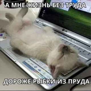 🤪 А МНЕ ЖИЗНЬ БЕЗ ТРУДА ДОРОЖЕ РЫБКИ ИЗ ПРУДА gato, portátil, gracioso, meme, perezoso, humor, broma telegram sticker