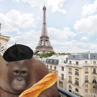 🇫🇷 orangutan telegram sticker