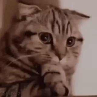 🤔 gato, animal, mono, gato doméstico, Scottish Fold, mascota whatsapp sticker