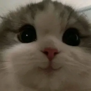 ☺️ gatto, gattino, animale domestico, animale, carino, gatto domestico telegram sticker