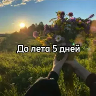☀️ До лета 5 дней verano, naturaleza, flores, ramo, días telegram sticker