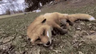 🤩 zorro, animal, vida salvaje, naturaleza, mamífero telegram sticker