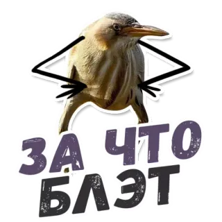 😱 ЗА ЧТО БЛЭТ 鸟, 俄语, 俚语, 冒犯性, 文本, 贴纸 telegram sticker