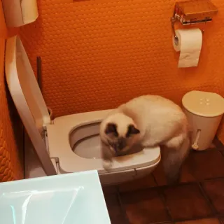 🚽 cat, toilet, animal, bathroom, pet telegram sticker