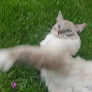 🤛 cat, animal, cute, pet, grass, nature, playful telegram sticker