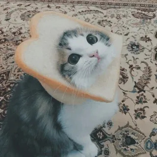 🐱 kot, kociak, chleb, słodki, zwierzę, zwierzak, śmieszne telegram sticker
