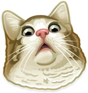 🐱 고양이, 동물, 스티커, 웃긴, 귀여운, 밈 telegram sticker