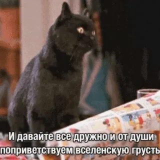 😫 И давайте все дружно и от души поприветствуем вселенскую грусть gato, meme, engraçado, russo, saudação, tristeza telegram sticker
