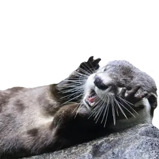😱 выдра, животное, млекопитающее, дикая природа, калан, милый telegram sticker