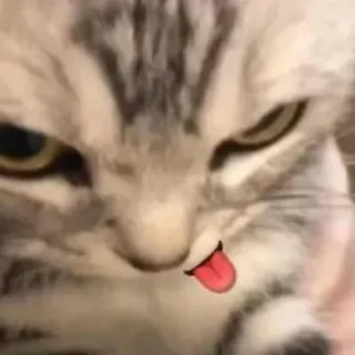 😋 кот, животное, питомец, милый, язык, наклейка, смешной telegram sticker
