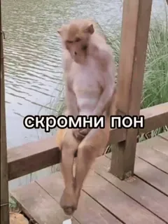🌟 скромни пон monkey, animal, sad, sitting, nature telegram sticker
