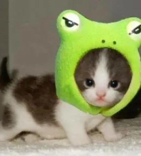 🥱 Kätzchen, Katze, Frosch, Tier, süß, Haustier, Hut telegram sticker