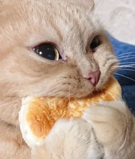 🥞 cat, eating, animal, sandwich, cute telegram sticker