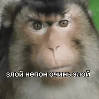 😜 злой непон очинь злой 원숭이, 화난, 동물, 밈, 러시아 telegram sticker