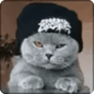 🌟 cat, beanie, animal, pet, cute, sticker telegram sticker