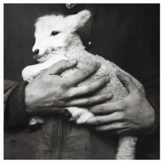 🐑 Lamm, Tier, Babyschaf, Nutztier, süß, schwarz weiß, Haustier telegram sticker