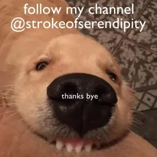 😃 follow my channel @strokeofserendipity thanks bye Hund, Golden Retriever, Kanalwerbung, Haustier, Tier, Instagram, lustig telegram sticker