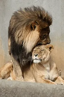 💋 львы, животные, дикая природа, нежность, природа, пара telegram sticker
