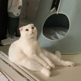 😶 cat, white cat, pet, animal, domestic cat, feline telegram sticker