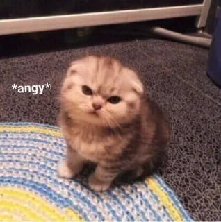 😡 *angy* cat, kitten, angry, cute, pet, grumpy telegram sticker