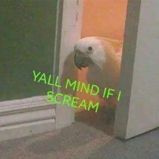 😏 YALL MIND IF I SCREAM perroquet, oiseau, criant, drôle, mème, animal, cacatoès telegram sticker