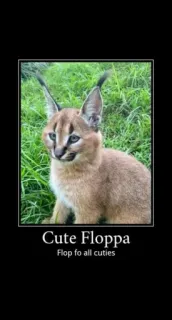 🐱 Floppa Cute Floppa
Flop fo all cuties Katze, Floppa, süß, Meme, Tier telegram sticker