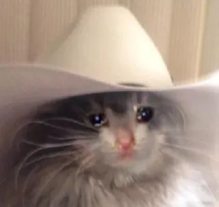 💧 Katze, Cowboy, Hut, traurig, weinend telegram sticker
