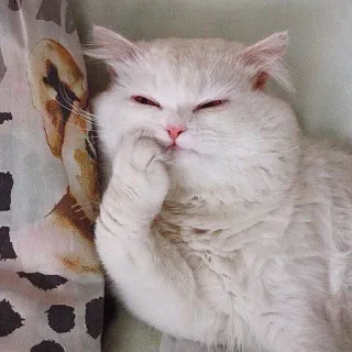 🐱 gato, lindo, animal, mascota, pensando, gato blanco, esponjoso telegram sticker