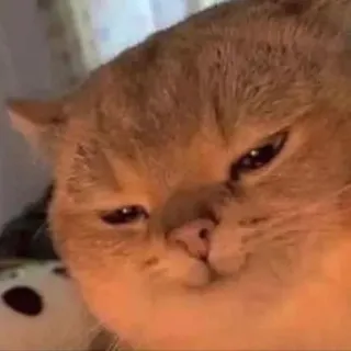 😏 gatto, animale domestico, animale, divertente, meme telegram sticker
