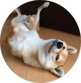 🤕 pies, Shiba Inu, słodki, zwierzę, zwierzak, zabawa, śmieszny telegram sticker