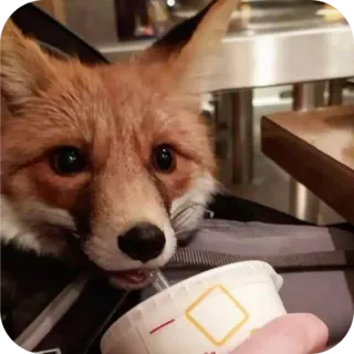 🥤 telegram sticker