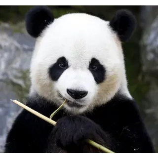 😋 Panda, Animal, Bambu, Mamífero, Urso, Vida selvagem, Natureza telegram sticker